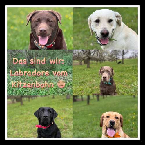 Hundeauslaufgebiet-Reico Vital Systeme - Sabrina Zöller-Bild