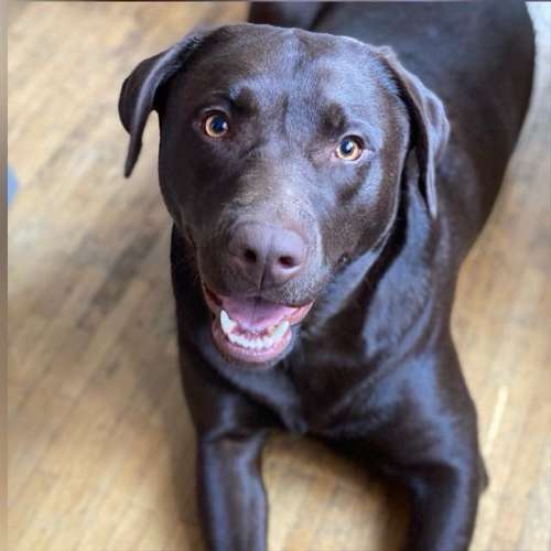 Hundeauslaufgebiet-Reico Vital Systeme - Sabrina Zöller-Bild