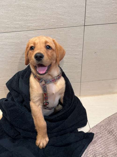 Hundeauslaufgebiet-Reico Vital Systeme - Sabrina Zöller-Bild