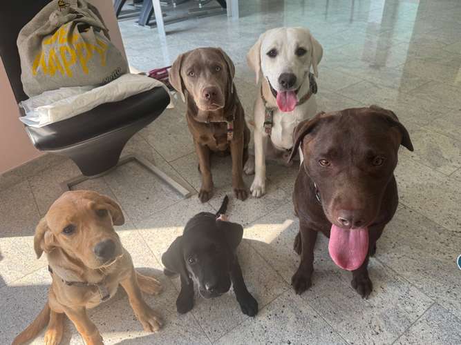 Hundeauslaufgebiet-Reico Vital Systeme - Sabrina Zöller-Bild