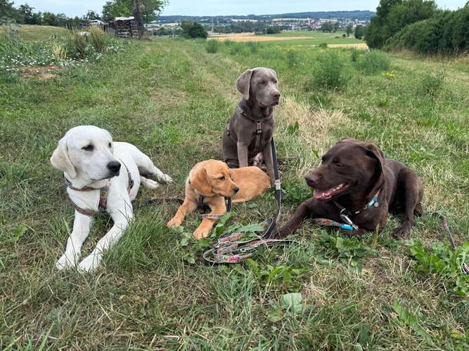 Hundeauslaufgebiet-Reico Vital Systeme - Sabrina Zöller-Bild