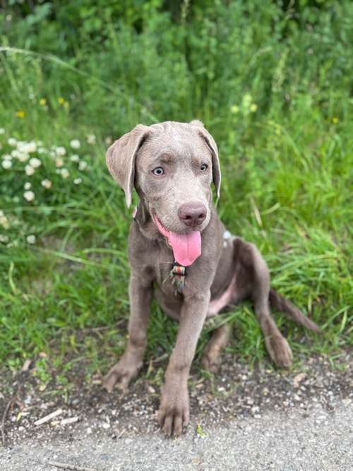 Hundeauslaufgebiet-Reico Vital Systeme - Sabrina Zöller-Bild