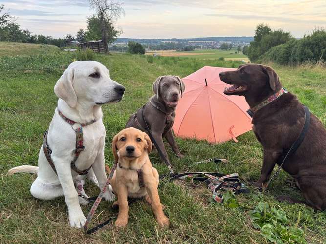 Hundeauslaufgebiet-Reico Vital Systeme - Sabrina Zöller-Bild