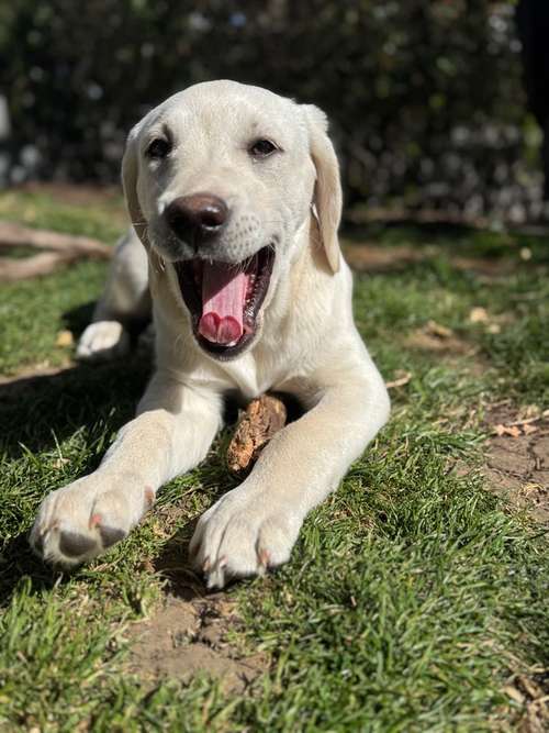 Hundeauslaufgebiet-Reico Vital Systeme - Sabrina Zöller-Bild