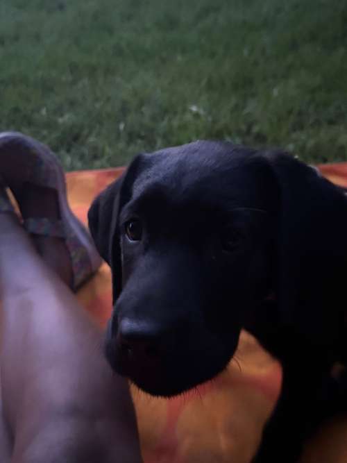 Hundeauslaufgebiet-Reico Vital Systeme - Sabrina Zöller-Bild