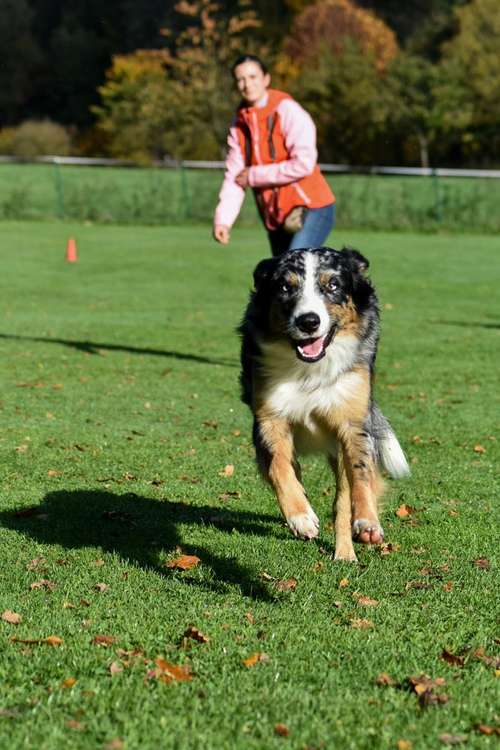 Hundeauslaufgebiet-Hundeschule Ina Bock-Bild