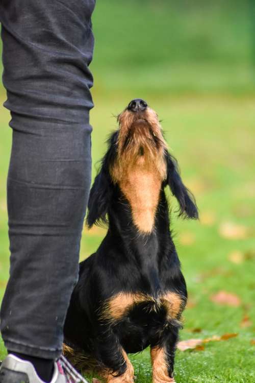 Hundeauslaufgebiet-Hundeschule Ina Bock-Bild