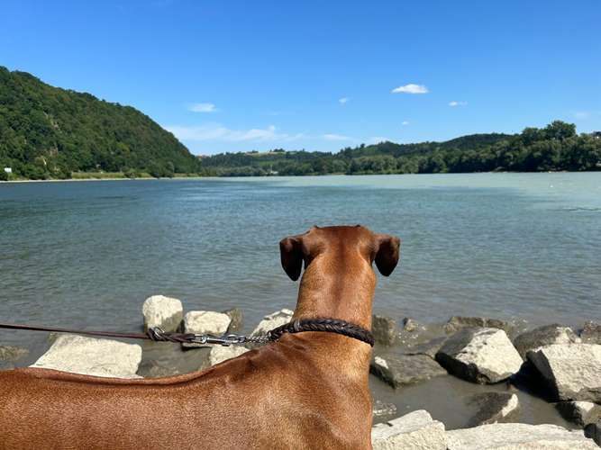 Hundeauslaufgebiet-Hundeschule Ina Bock-Bild