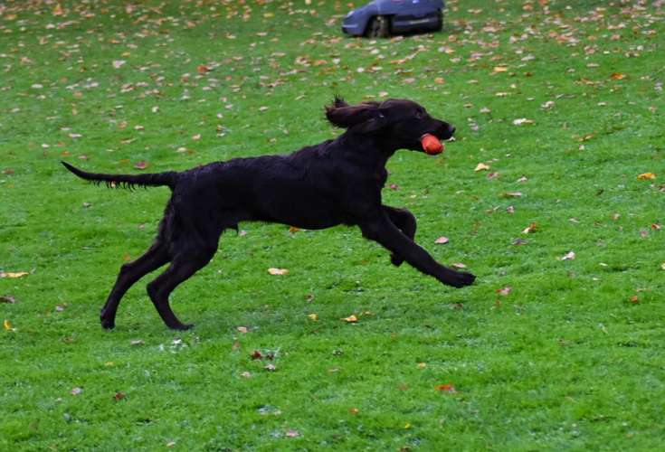 Hundeauslaufgebiet-Hundeschule Ina Bock-Bild