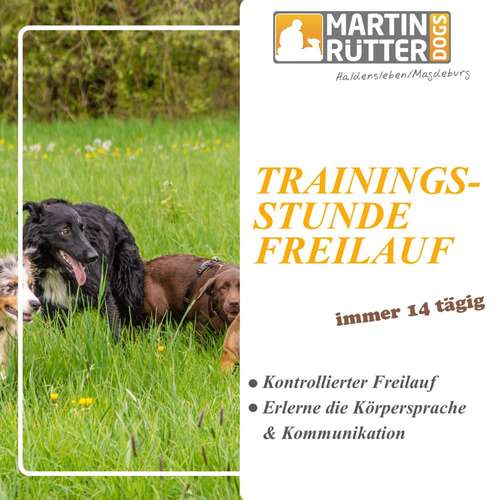 Hundeauslaufgebiet-Martin Rütter Hundeschule Haldensleben/Magdeburg-Bild