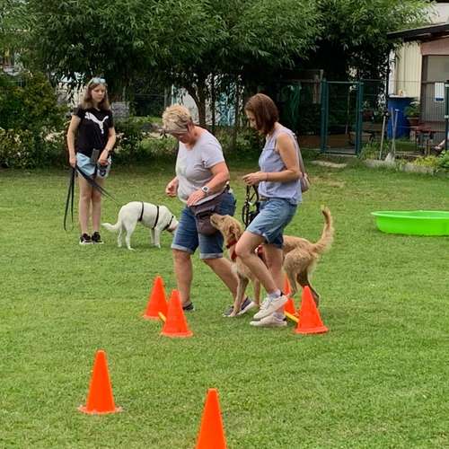 Hundeauslaufgebiet-Hundefreunde Schwabach-Bild