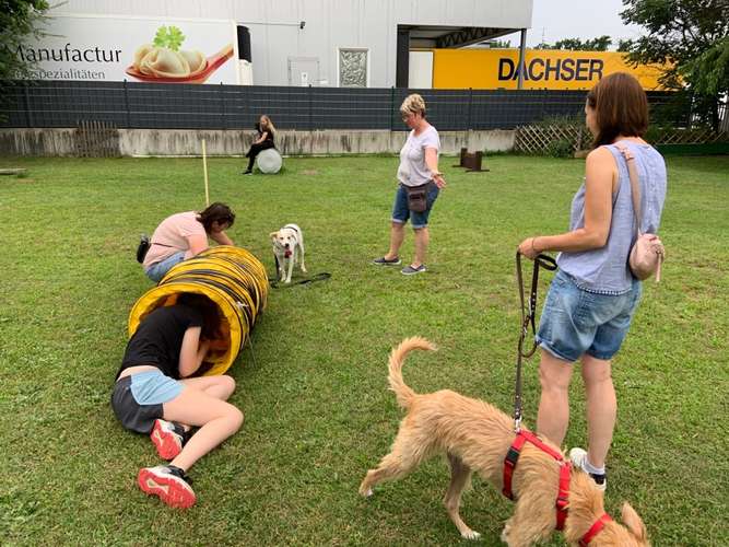 Hundeauslaufgebiet-Hundefreunde Schwabach-Bild