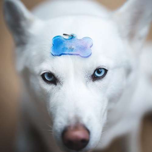 Hundeauslaufgebiet-Marikas Pfotenschmuck-Bild