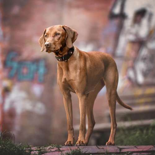 Hundeauslaufgebiet-Kati Seiler Fotografie-Bild