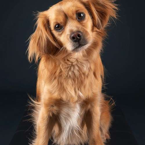 Hundeauslaufgebiet-Kati Seiler Fotografie-Bild