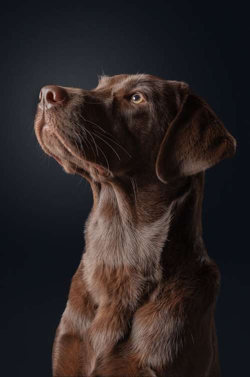 Hundeauslaufgebiet-Kati Seiler Fotografie-Bild