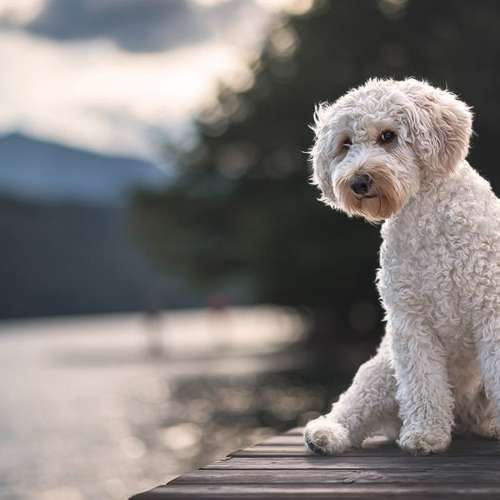 Hundeauslaufgebiet-Kati Seiler Fotografie-Bild