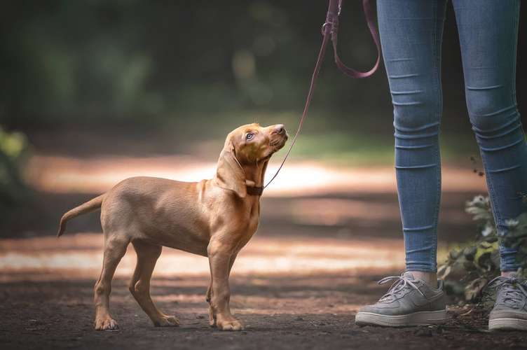 Hundeauslaufgebiet-Kati Seiler Fotografie-Bild