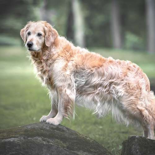 Hundeauslaufgebiet-Kati Seiler Fotografie-Bild