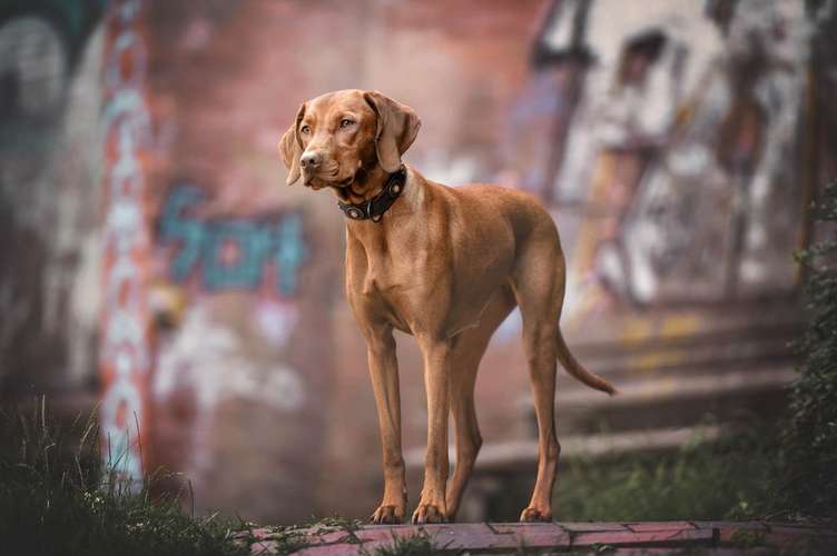 Hundeauslaufgebiet-Kati Seiler Fotografie-Bild