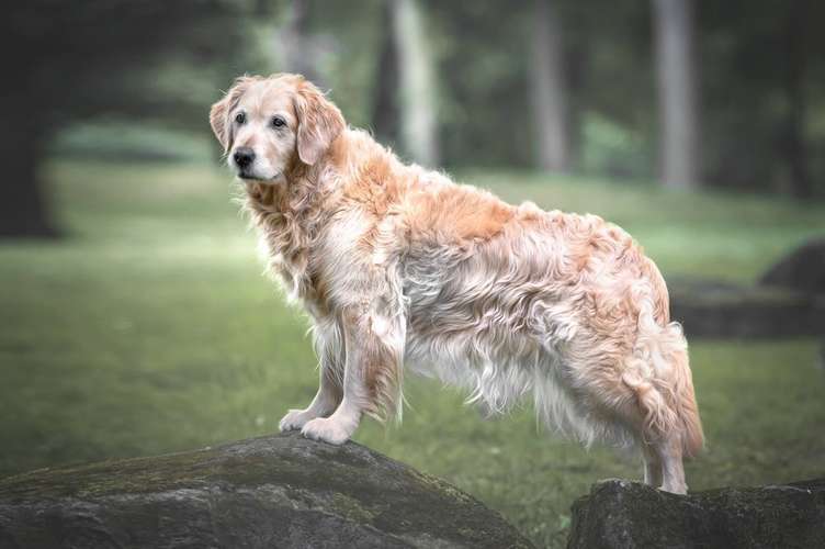 Hundeauslaufgebiet-Kati Seiler Fotografie-Bild