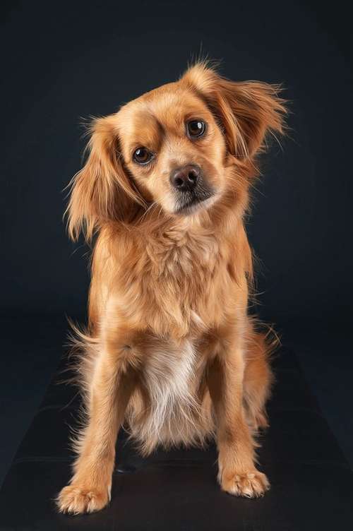 Hundeauslaufgebiet-Kati Seiler Fotografie-Bild