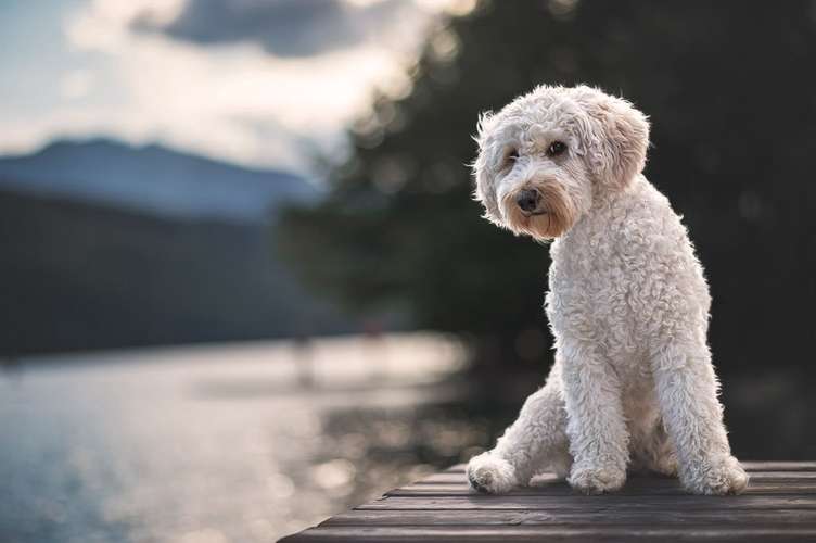 Hundeauslaufgebiet-Kati Seiler Fotografie-Bild