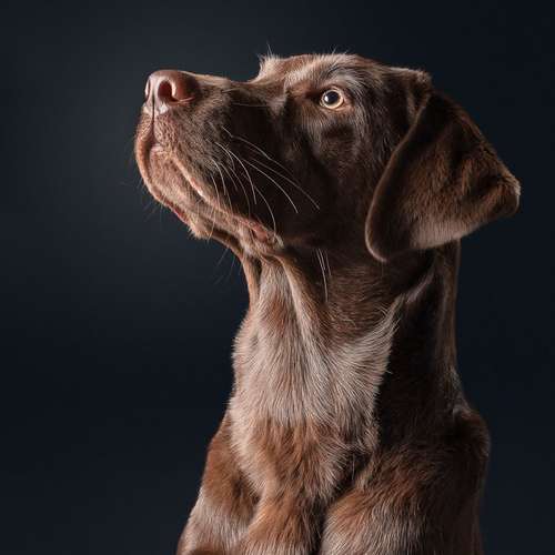 Hundeauslaufgebiet-Kati Seiler Fotografie-Bild