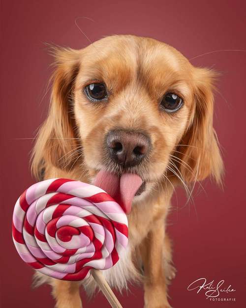 Hundeauslaufgebiet-Kati Seiler Fotografie-Bild