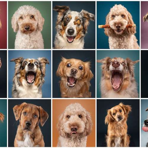 Hundeauslaufgebiet-Kati Seiler Fotografie-Bild