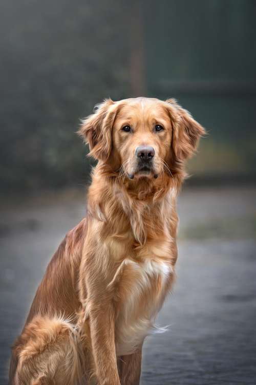 Hundeauslaufgebiet-Kati Seiler Fotografie-Bild