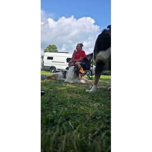 Hundeauslaufgebiet-hundeTeamschule Elli Mayer-Bild