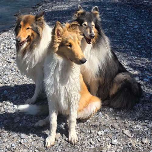 Hundeauslaufgebiet-hundeTeamschule Elli Mayer-Bild