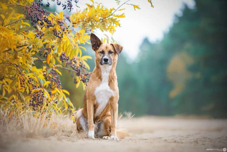 Hundeauslaufgebiet-SNüFFEN PFOTOGRAFIE I Philipp Hinze-Bild