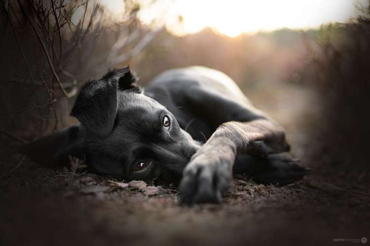 Hundeauslaufgebiet-SNüFFEN PFOTOGRAFIE I Philipp Hinze-Bild