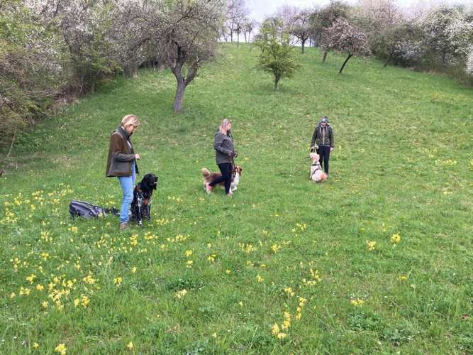Hundeauslaufgebiet-Hundeschule Hund-Mensch-Vertrauen-Bild