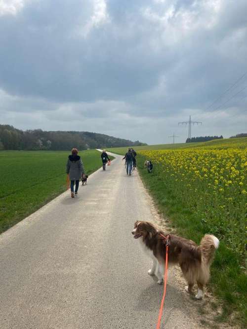 Hundeauslaufgebiet-Hundeschule Hund-Mensch-Vertrauen-Bild