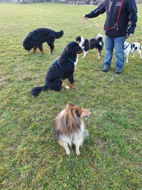 Hundeauslaufgebiet-Easy Dogs Fürth-Bild