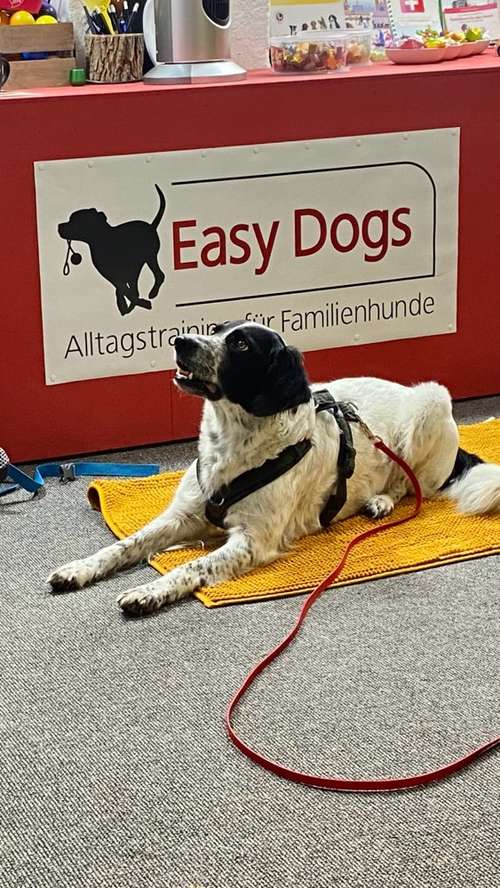 Hundeauslaufgebiet-Easy Dogs Fürth-Bild