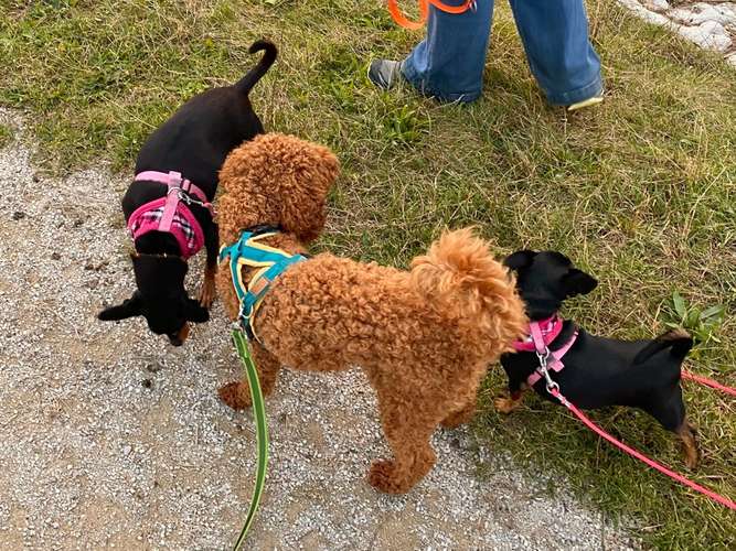 Hundeauslaufgebiet-Easy Dogs Fürth-Bild