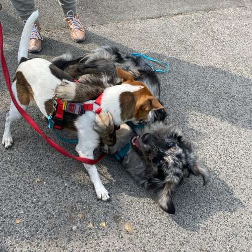 Hundeauslaufgebiet-Easy Dogs Fürth-Bild