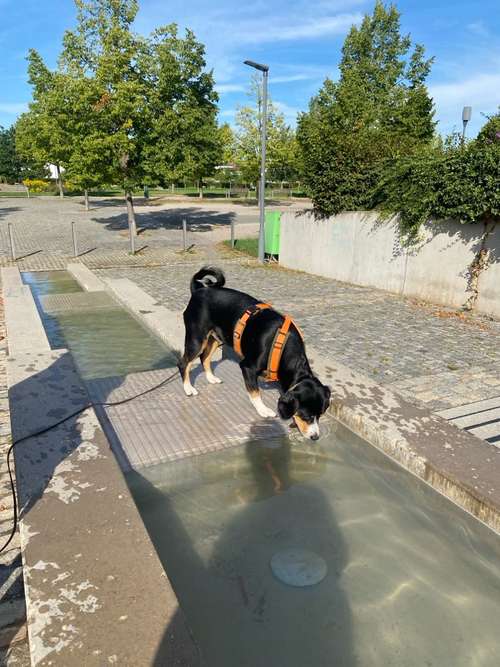 Hundeauslaufgebiet-Easy Dogs Fürth-Bild