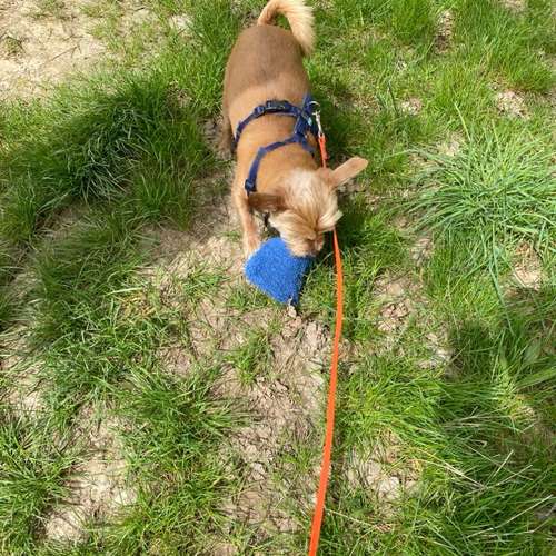 Hundeauslaufgebiet-Easy Dogs Fürth-Bild