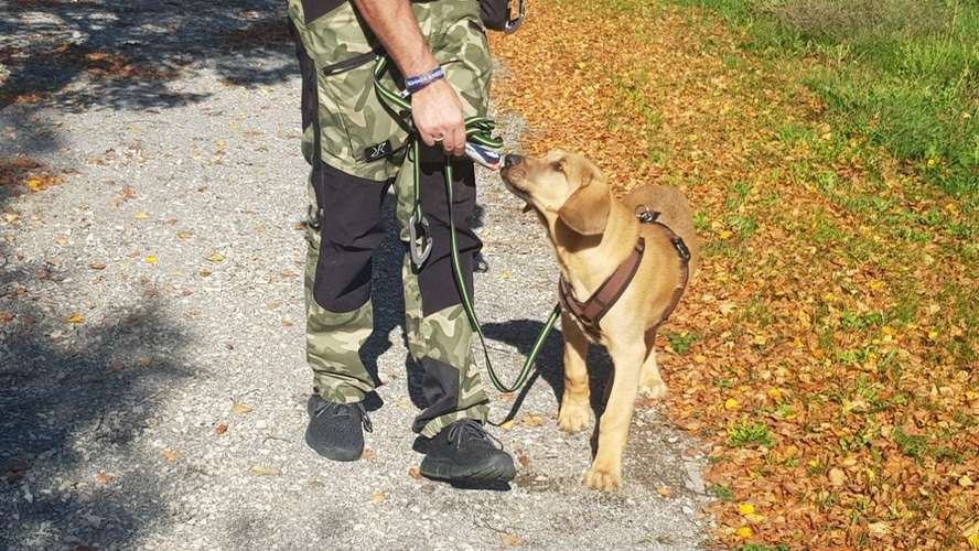 Hundeauslaufgebiet-Easy Dogs Fürth-Bild