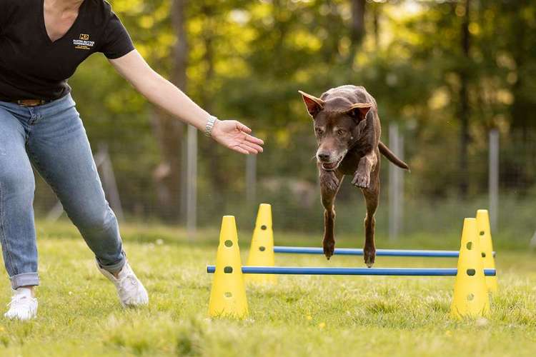Hundeauslaufgebiet-Martin Rütter Hundeschule St.Wendel/Kais-Bild