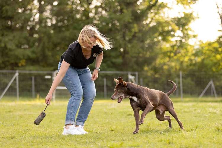 Hundeauslaufgebiet-Martin Rütter Hundeschule St.Wendel/Kais-Bild