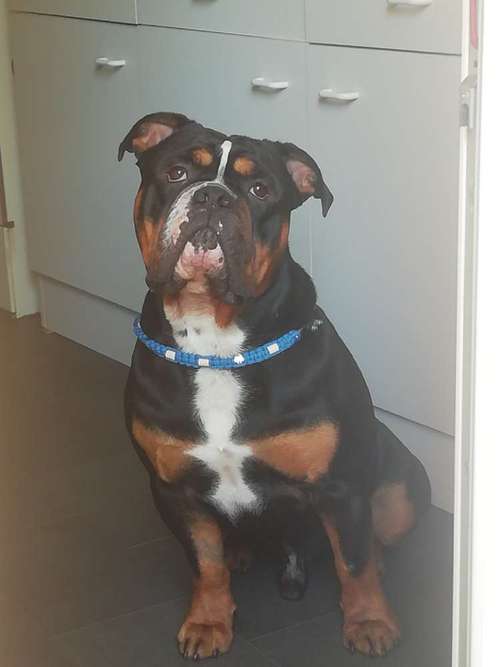 Hundeauslaufgebiet-Margrit Blessing-Bild