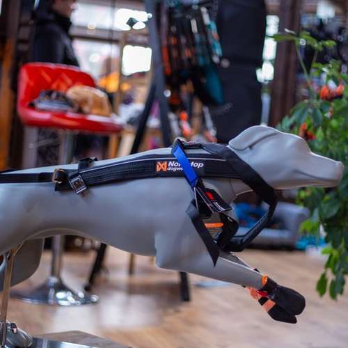 Hundeauslaufgebiet-DOGTRENDS-Bild