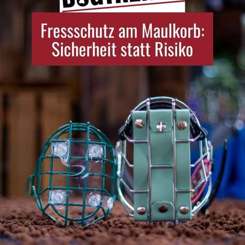 Hundeauslaufgebiet-DOGTRENDS-Bild