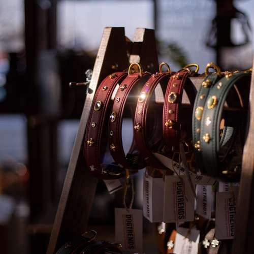 Hundeauslaufgebiet-DOGTRENDS-Bild